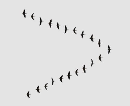 flock of birds in a V-shaped flying to warmer climes