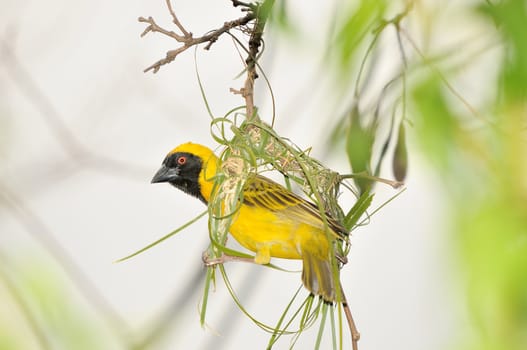 Male Southern Masked Weaver building his nest using strips of palm leaf 
