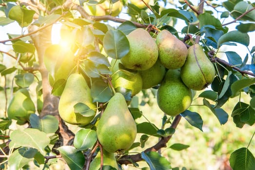 Pear trees laden with fruit in an orchard in the sun