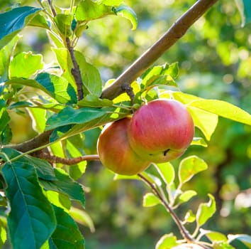 Red apples on apple tree branch, bright rays of the sun