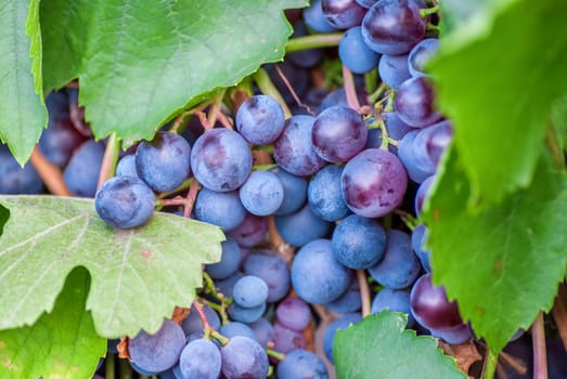 Ripening grape clusters on the vine