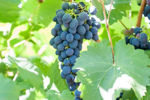 Ripening grape clusters on the vine