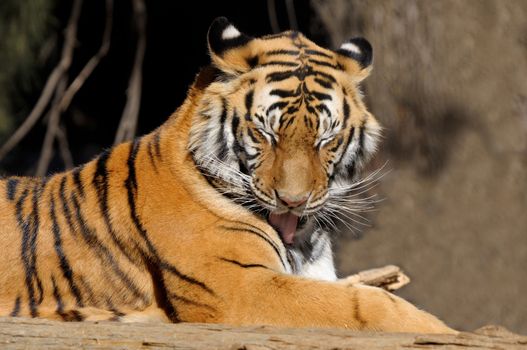 Tiger, Panthera tigris, the largest feline species
