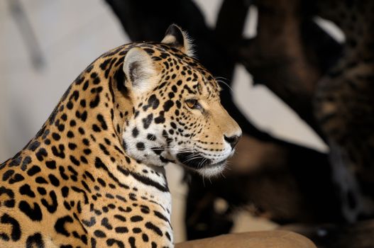 Jaguar, Panthera onca, the third-largest feline after the tiger and the lion
