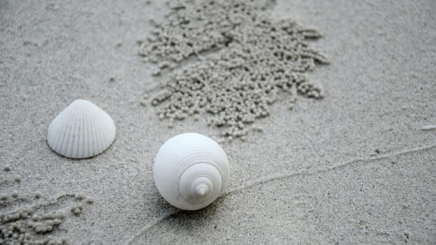 Shell on beach with sand texture