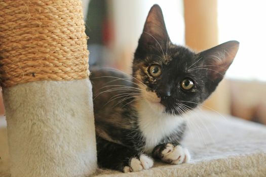 Kitten Sitting on Play Tower in Natural Light