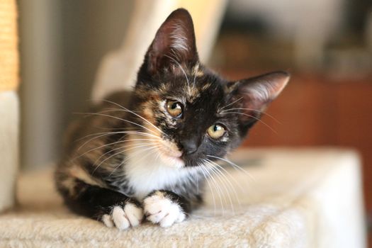 Kitten Sitting on Play Tower in Natural Light