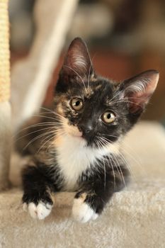 Kitten Sitting on Play Tower in Natural Light