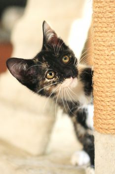 Kitten Sitting on Play Tower in Natural Light