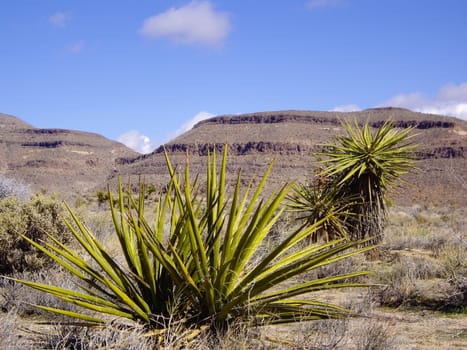 Mojave Desert Flora