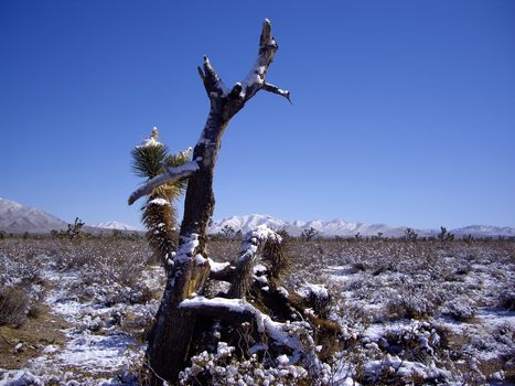 Rare snow storm in Mojave Desert Nevada