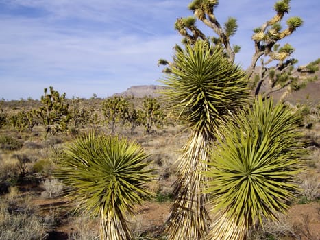 Yucca in the Mojave Desert  in Arizona