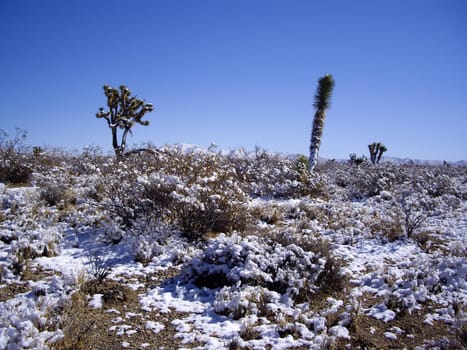 Desert flora in Winter