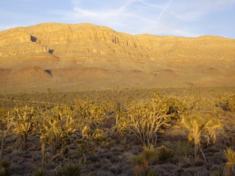 Desert flora in Arizona USA