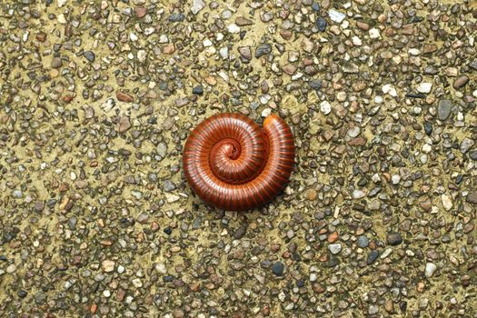 Picture of millipede curled up sleeping on the stone floor.