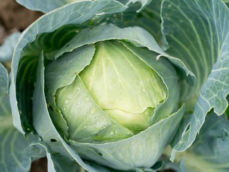 Cabbage growing at a farm field