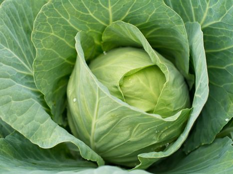 Cabbage growing at a farm field