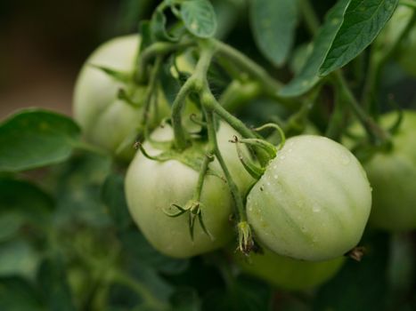 Unripe tomatoes in a greenhouse