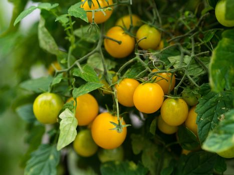 Unripe tomatoes in a greenhouse