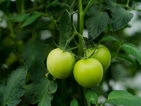 Unripe tomatoes in a greenhouse