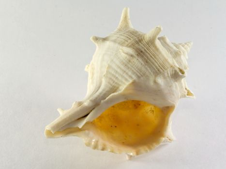 Photo presents details of white sea shell on the white background.