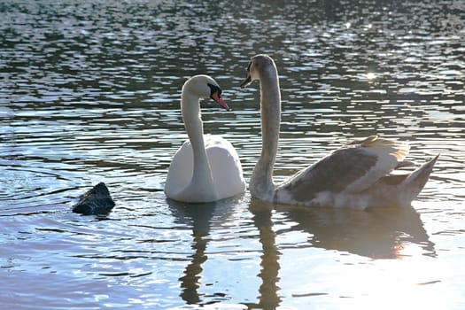 Photo shows white swans on the Vltava river during a sunset.