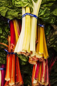 a group of rainbow chard in an american market