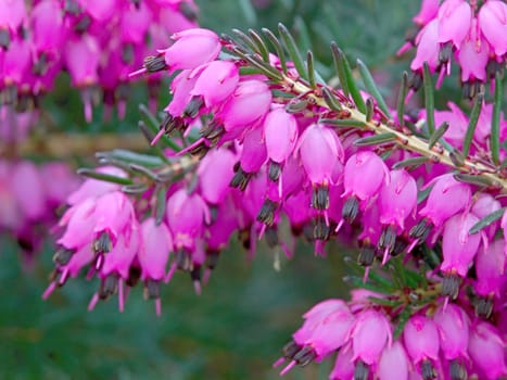 Photo shows violet flowers in the wood.