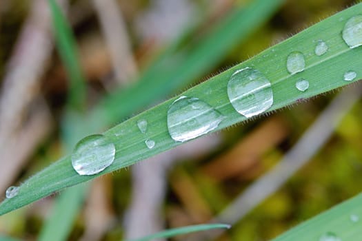 Photo shows details of water drops on the green grass.