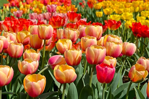 Photo shows details of various tulip flowers.