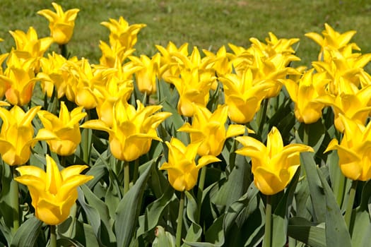 Photo shows details of various tulip flowers.