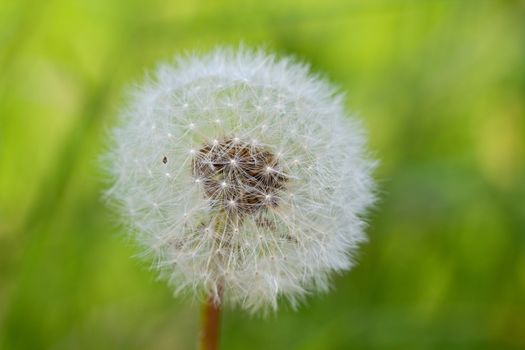 Photo shows deatils of white dandelion with green background.