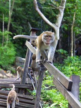 Descent. Macaques Constitute a Genus Macaca of Old World Monkeys. Krabi Province