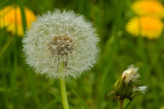 Photo shows deatils of white dandelion with green background.