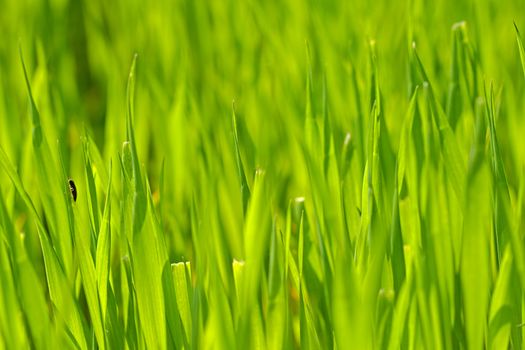 Photo shows details of green grass halms lighted by sun.