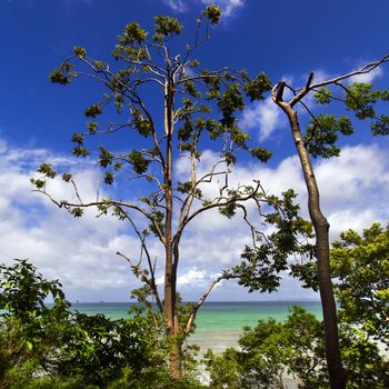 Sea View Through the Trees. Krabi Province Thailand