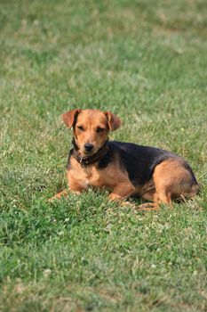 Cute mongrel dog posing in the yard