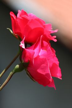 Close up of red rose in village garden