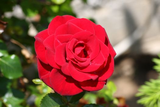 Close up of red rose in village garden