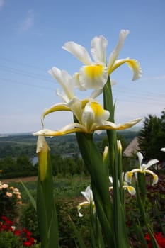Yellow Iris in village garden