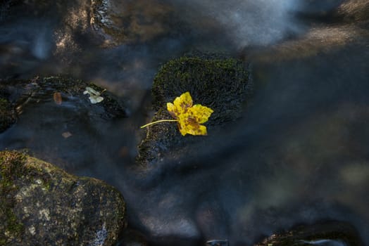 Fall leaf on moss stone over motion blur stream or river in autumn forest