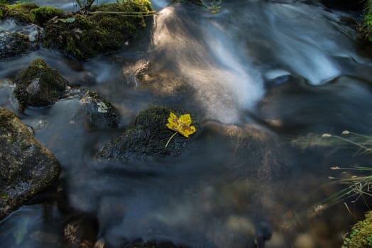 Fall leaf on moss stone over motion blur stream or river in autumn forest