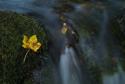 Fall leaf on moss stone over motion blur stream or river in autumn forest