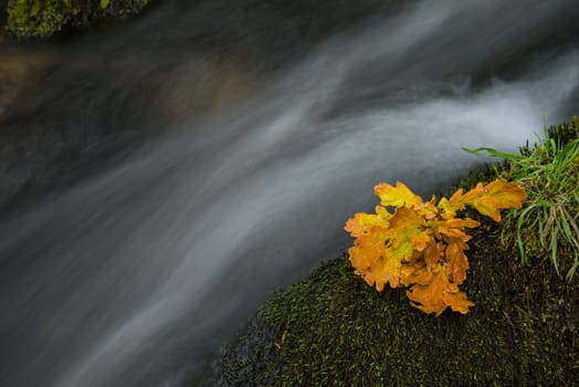 Fall leaf on moss stone over motion blur stream or river in autumn forest