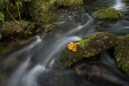 Fall leaf on moss stone over motion blur stream or river in autumn forest