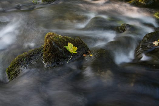 Fall leaf on moss stone over motion blur stream or river in autumn forest