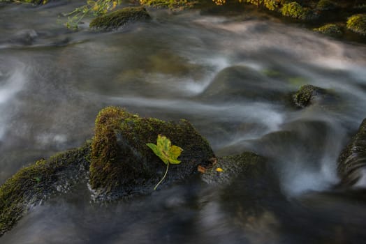 Fall leaf on moss stone over motion blur stream or river in autumn forest