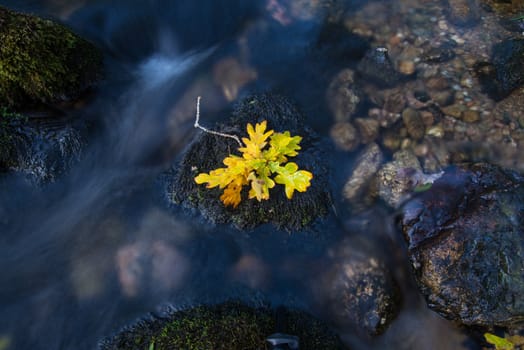 Fall leaf on moss stone over motion blur stream or river in autumn forest