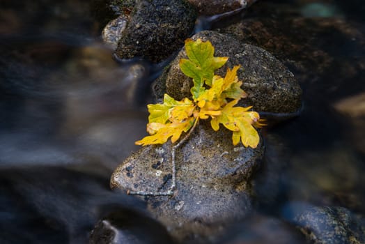 Fall leaf on moss stone over motion blur stream or river in autumn forest