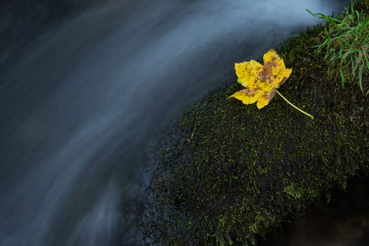 Fall leaf on moss stone over motion blur stream or river in autumn forest